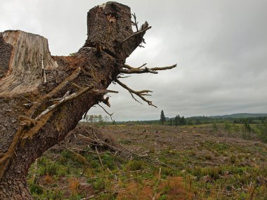 Giriş yaptıktan sonra ölü ağaç dalları yığınları