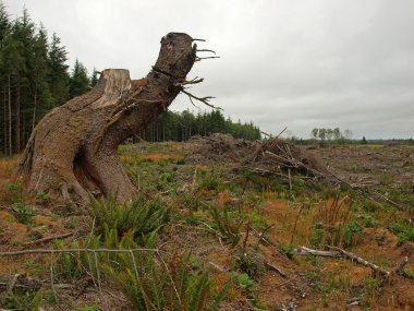 Giriş yaptıktan sonra ölü ağaç dalları yığınları