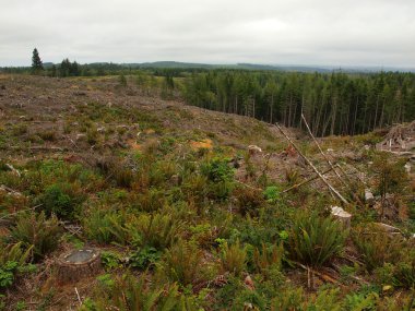 Giriş yaptıktan sonra ölü ağaç dalları yığınları