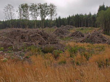 Giriş yaptıktan sonra ölü ağaç dalları yığınları