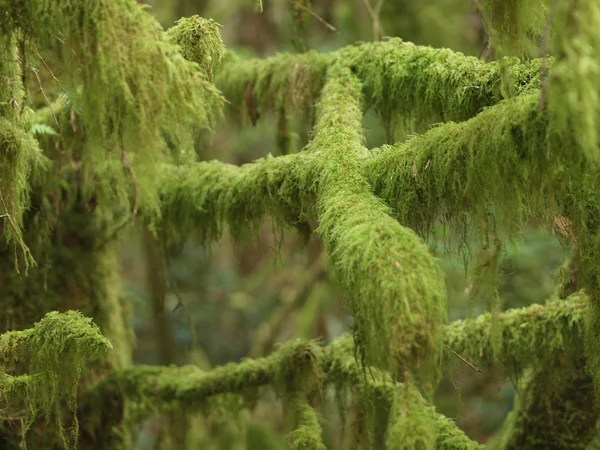 Grosso Moss Verde Coberto Ramos em uma Floresta — Fotografia de Stock