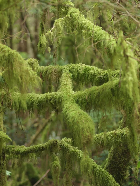 Branches couvertes de mousse verte épaisse dans une forêt — Photo