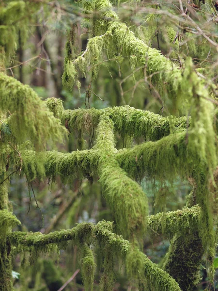 Thick Green Moss Covered Branches in a Forest — Stock Photo, Image
