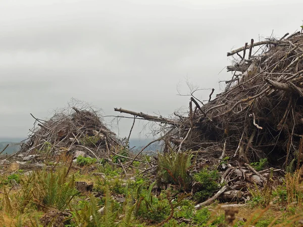Piles of Dead Tree Branches after Logging — Stock Photo, Image