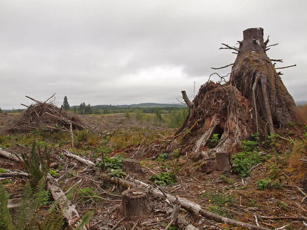 Piles of Dead Tree Branches after Logging — Stock Photo, Image