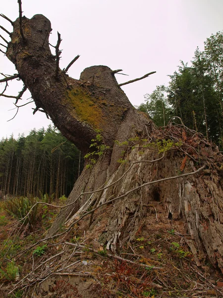 Груды мертвых ветвей деревьев после вырубки — стоковое фото