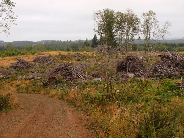 Piles of Dead Tree Branches after Logging — Stock Photo, Image