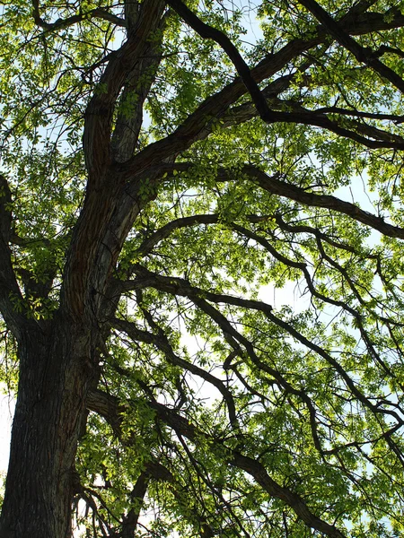 Zweige eines grünen Blattes in einem Park — Stockfoto