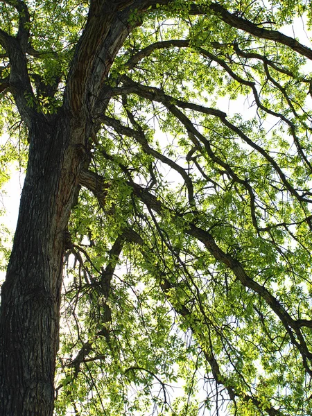 Árvore de folhas verdes ramifica em um parque — Fotografia de Stock