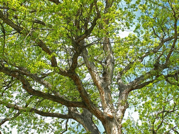 Grönt blad trädgrenar i en Park — Stockfoto