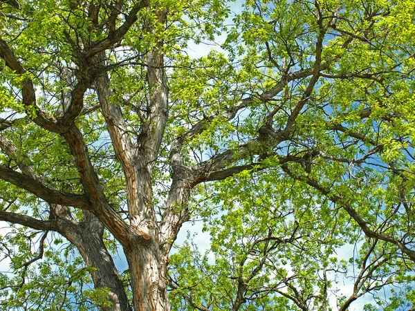 Zöld levél fa ágai a parkban — Stock Fotó