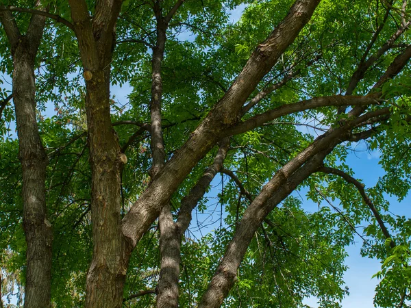 Πράσινα φύλλα κλαδιά δέντρων σε ένα πάρκο — Φωτογραφία Αρχείου
