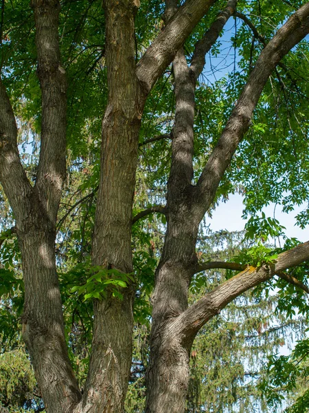 Rami di Foglie Verdi in un Parco — Foto Stock