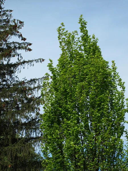 Zweige eines grünen Blattes in einem Park — Stockfoto