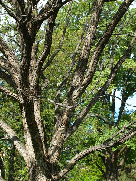 Grönt blad trädgrenar i en Park — Stockfoto
