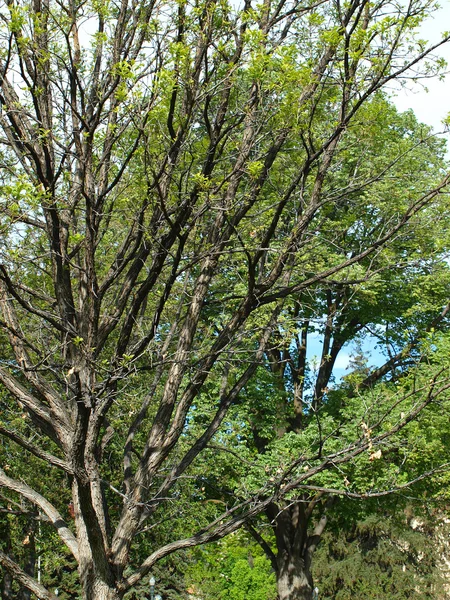 Zweige eines grünen Blattes in einem Park — Stockfoto