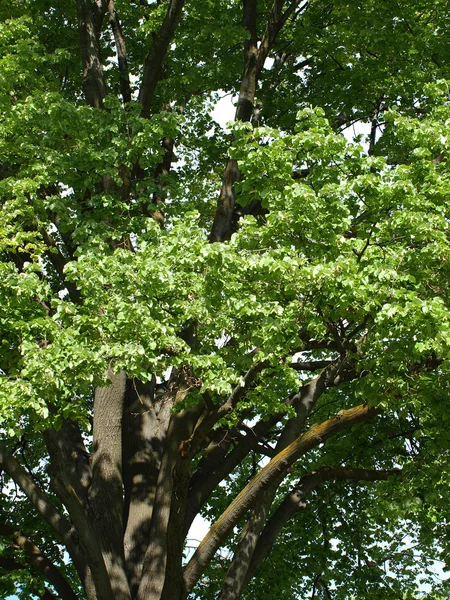 Zweige eines grünen Blattes in einem Park — Stockfoto