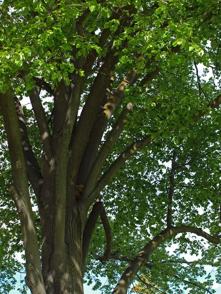 Grönt blad trädgrenar i en Park — Stockfoto