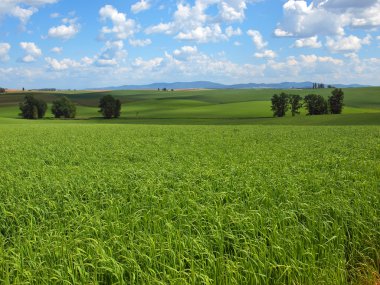Yeşil alanlar ve bulutlu mavi gökyüzü ile güzel bir kırsal manzara