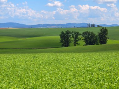 Yeşil alanlar ve bulutlu mavi gökyüzü ile güzel bir kırsal manzara