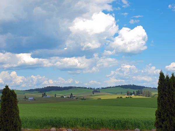 Mooie landelijke scène met groene velden en bewolkte blauwe hemel — Stockfoto