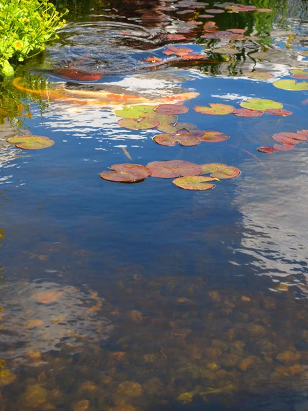 Невеликий ставок з Ліллі колодки і Koi риби — стокове фото