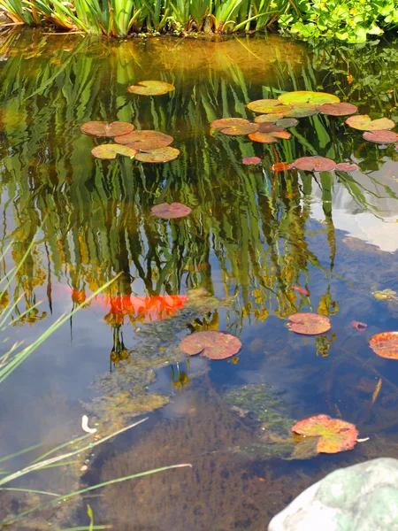 Un pequeño estanque con almohadillas Lilly y peces Koi — Foto de Stock