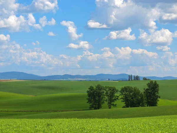 Beautiful Rural Scene with Green Fields and Cloudy Blue Sky Stock Photo