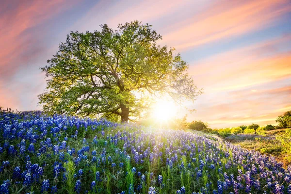 Albero Solitario Campo Bluebonnets — Foto Stock