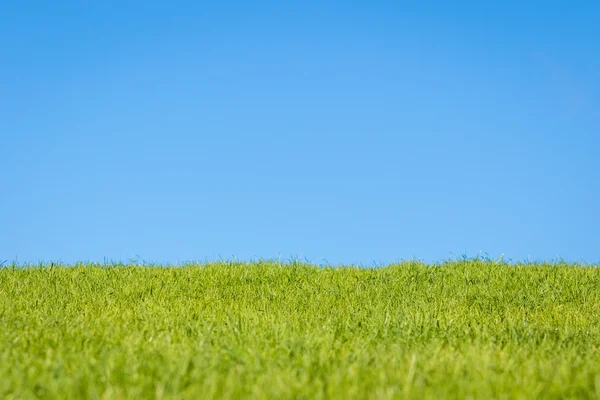 Gökyüzü ve çim — Stok fotoğraf