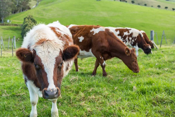 Cows in Field — Stock Photo, Image