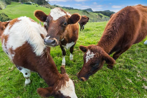 Cows Eating Grass — Stock Photo, Image