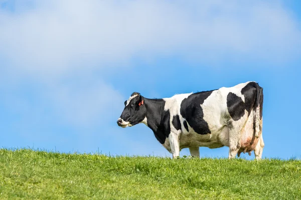 Pregnant Cow — Stock Photo, Image