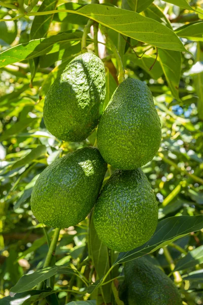 Aguacates colgando de un árbol — Foto de Stock