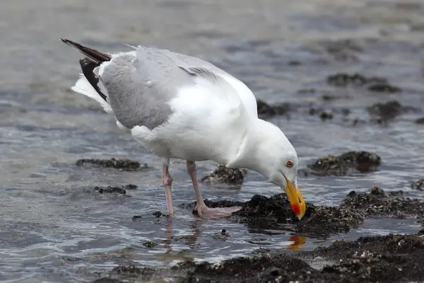 Goéland argenté dans l'eau — Photo