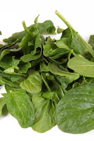 Fresh green leaf spinach — Stock Photo, Image