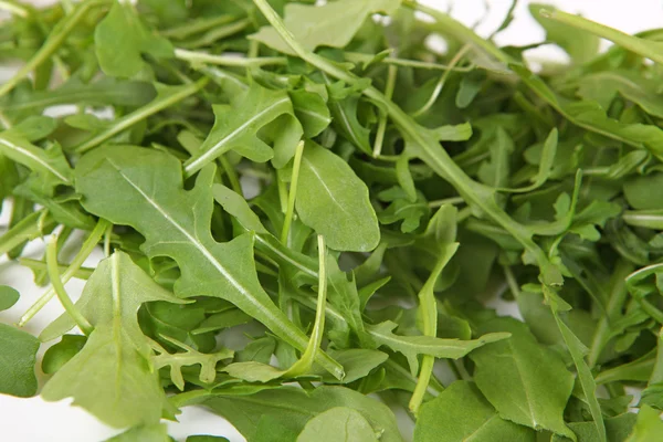 Salad hijau rucola — Stok Foto