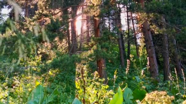 Piękny zachód słońca w lesie w lecie. Latające owady świecą w świetle słonecznym. Naturalny dźwięk lasu — Wideo stockowe