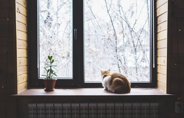 Кот сидит на подоконнике и смотрит на зимний пейзаж — стоковое фото