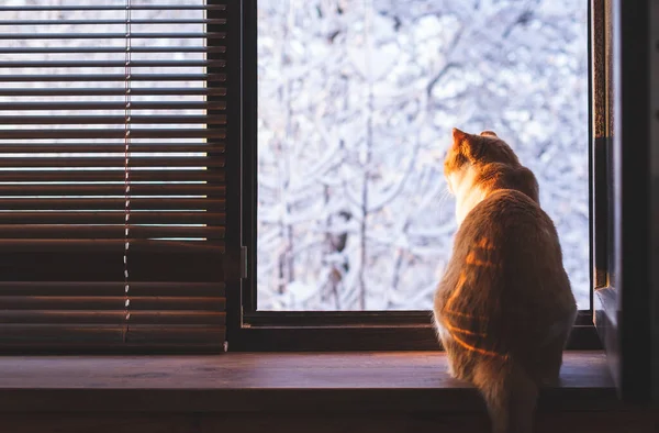 Gato sentado no peitoril da janela e olhando para a paisagem de inverno — Fotografia de Stock