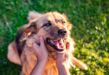 İnsan eliyle gülümseyen mutlu bir köpek.