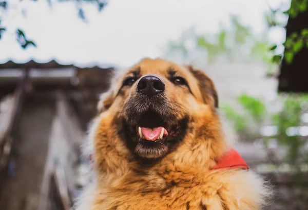 Porträtt av en glad vacker fluffig beige hund utomhus — Stockfoto