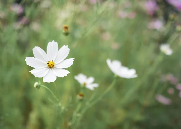 Flor del cosmos blanco en el campo — Foto de Stock