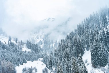 Orman kışın karla kaplı dağlarda kar ve sis varken.