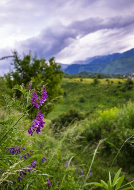 Güzel yaz manzarası, dağlarda mor kır çiçekleri