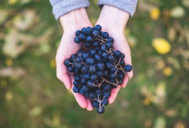 Mavi üzümler ellerinde.