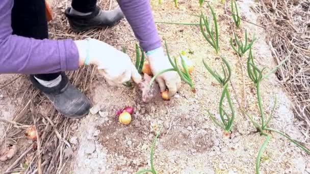 Manos en guantes plantando la cebolla — Vídeos de Stock