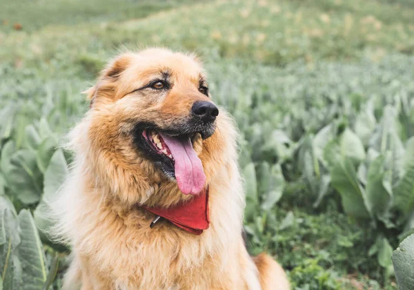 夏天在户外快乐可爱的蓬松的米色狗 — 图库照片