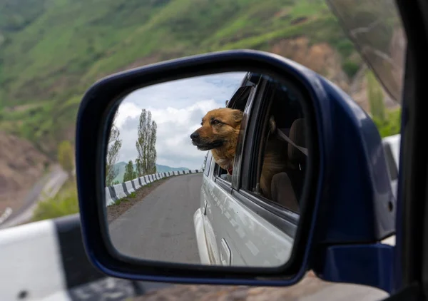 侧视镜中的狗.带着狗开车旅行. — 图库照片