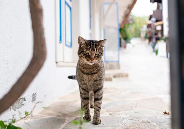 Kas kasabası, Türkiye 'de sevimli ve komik tekir kedisi
